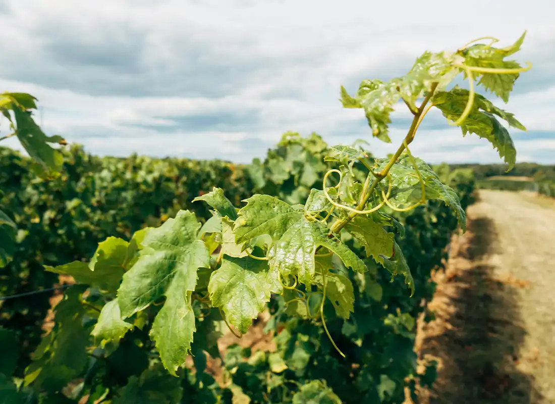 parra de vino español en un campo