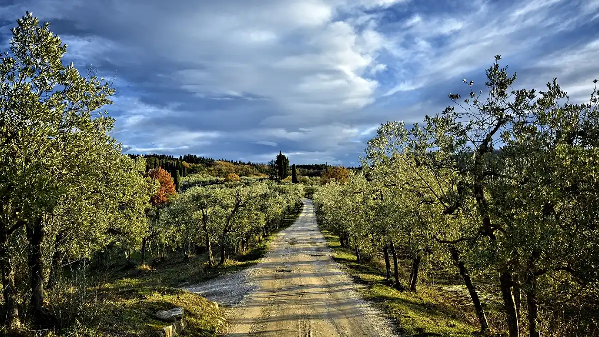 campos de vino en terre di faiano